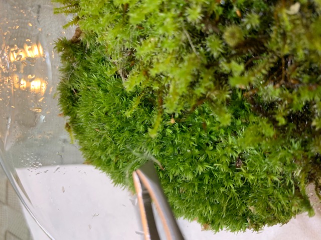 �`�����W�A,�e�B�����W�A,�G�A�[�v�����c,Tillandsia,�`�����h�V�A