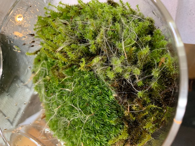 �`�����W�A,�e�B�����W�A,�G�A�[�v�����c,Tillandsia,�`�����h�V�A